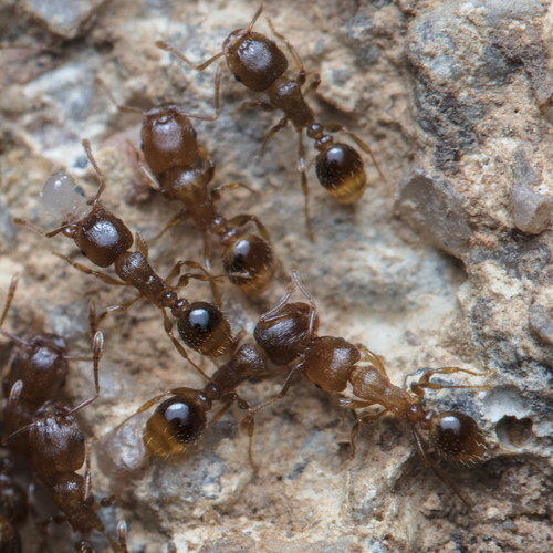 Tetramorium meridionaleTetramorium meridionale