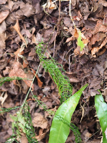 Asparagus cochinchinensis, photograph 4
