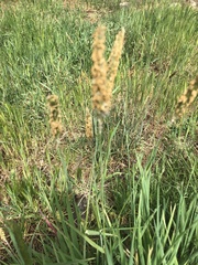 Alopecurus geniculatus