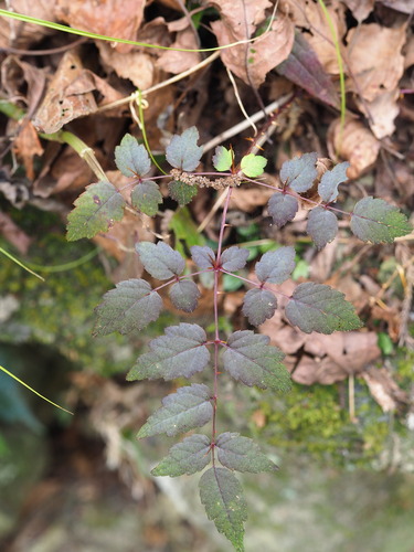 Aralia bipinnata, photograph 3