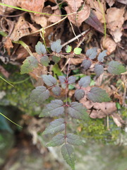 Aralia bipinnata, photograph author not stated, no rights reserved