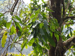 Lithocarpus kawakamii, photograph author not stated, no rights reserved