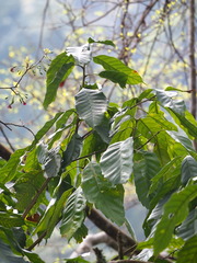 Lithocarpus kawakamii, photograph author not stated, no rights reserved