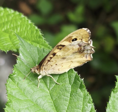 Speckled Wood
