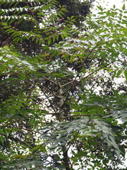Aralia bipinnata, photograph author not stated, no rights reserved