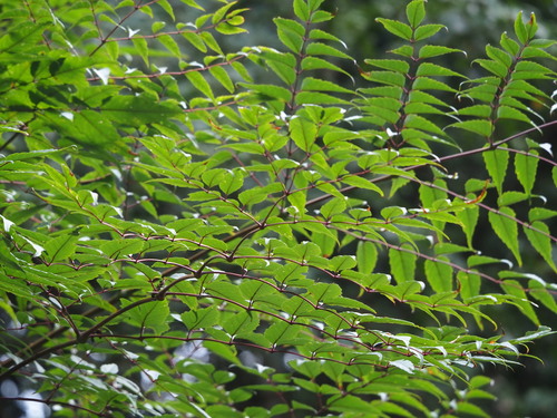 Aralia bipinnata