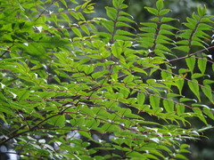 Aralia bipinnata