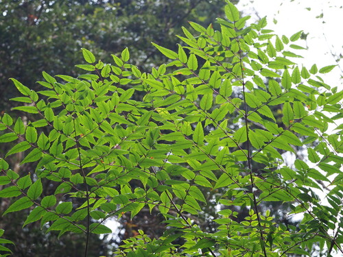 Aralia bipinnata, photograph 1