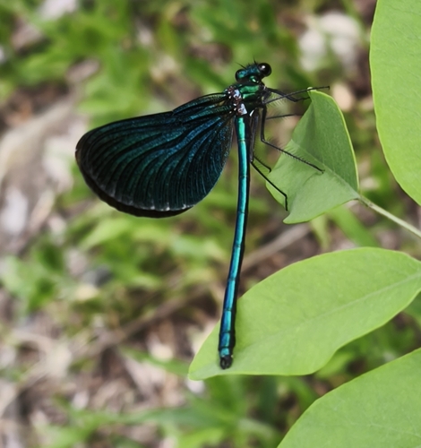 Beautiful Demoiselle