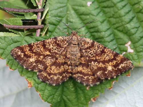 Common Heath