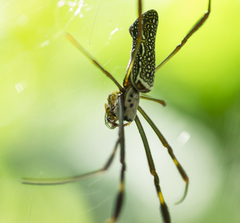 Trichonephila clavipes