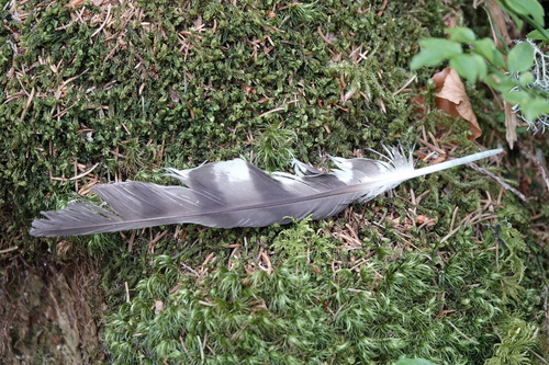 Plume de Épervier d'Europe