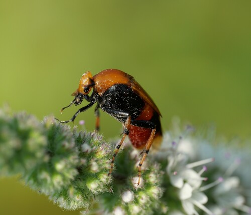 Macrosiagon ferruginea