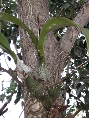 Encyclia cordigera image
