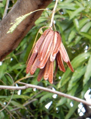 Leucaena macrophylla