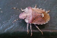 Dyroderes umbraculatus