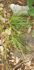Carex planostachys
