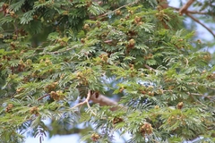 Albizia niopoides