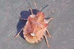 Dyroderes umbraculatus