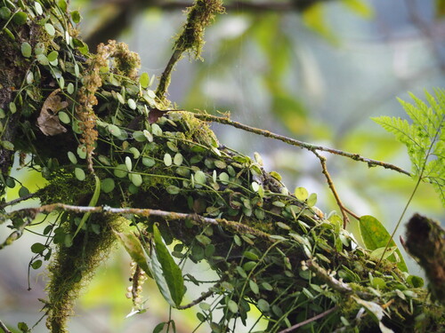 Dischidia formosana, photograph 2