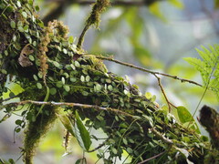 author not stated, no rights reserved Dischidia formosana, photograph author not stated, no rights reserved