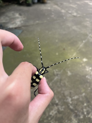 Chinaberry Yellow-banded Longhorn Beetle
