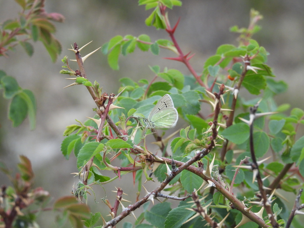 Chitral Green Underwing