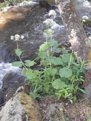 Valeriana pyrenaica, photograph (c) Flavien Saboureau, some rights reserved (CC BY)