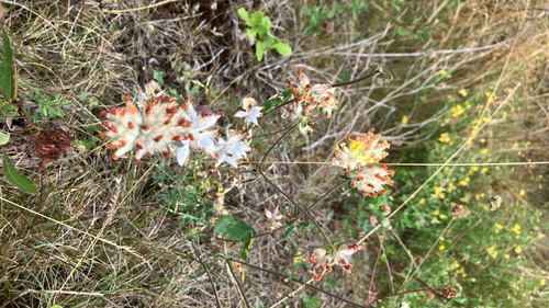 Common Kidney-Vetch