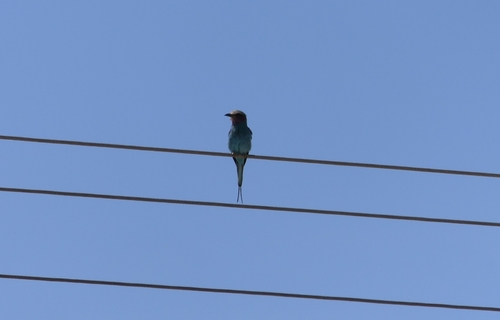 Lilac-breasted Roller