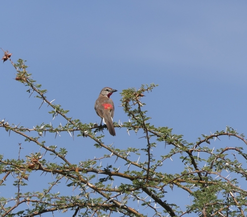 Rosy-patched Bushshrike