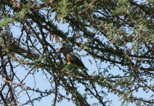 Red-bellied Parrot