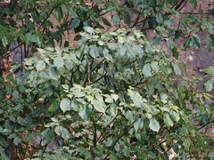 author not stated, no rights reserved Trochodendron aralioides, photograph author not stated, no rights reserved