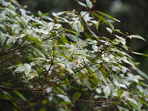 Oreocnide pedunculata, photograph 3