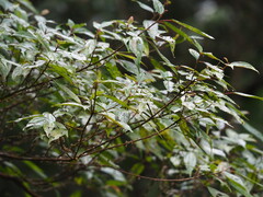Oreocnide pedunculata, photograph author not stated, no rights reserved