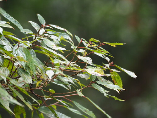 Oreocnide pedunculata, photograph 5