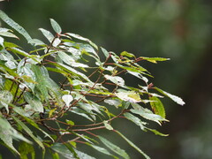 Oreocnide pedunculata, photograph author not stated, no rights reserved