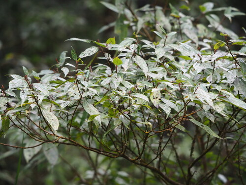 Oreocnide pedunculata, photograph 4