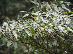 Oreocnide pedunculata, photograph author not stated, no rights reserved