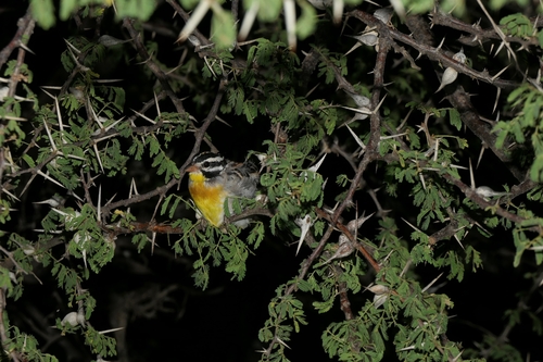 Somali Bunting