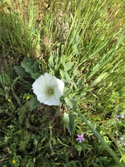 Calystegia subacaulis