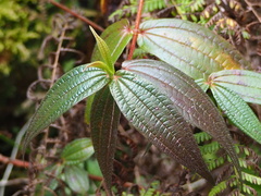Blastus cochinchinensis, photograph author not stated, no rights reserved