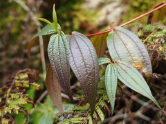 Blastus cochinchinensis