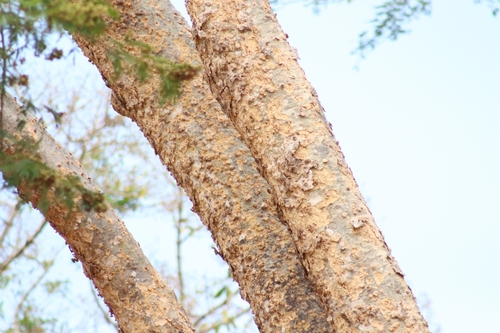 Pseudalbizzia niopoides