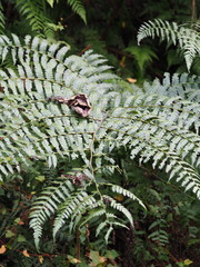 Diplazium laxifrons, photograph author not stated, no rights reserved