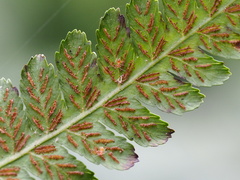 Diplazium laxifrons, photograph author not stated, no rights reserved