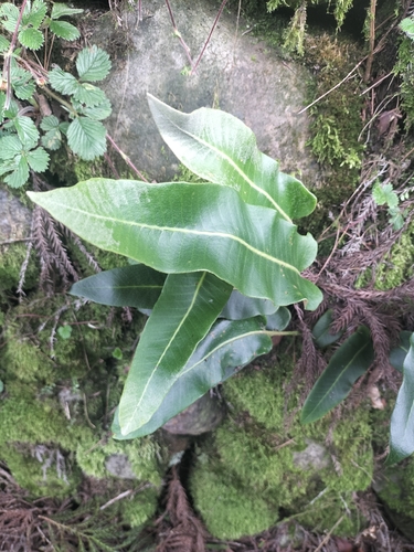 Pyrrosia sheareri