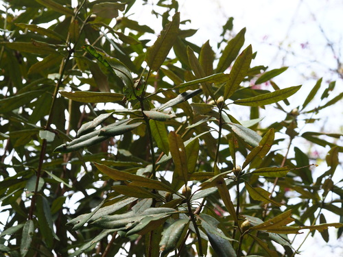 Rhododendron formosanum