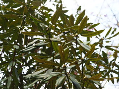 Rhododendron formosanum