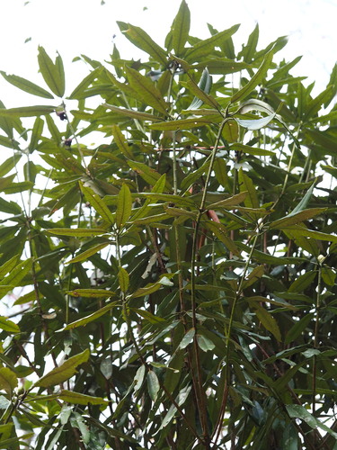 Rhododendron formosanum, photograph 1